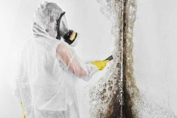 Best Basement Mold Remediation in Friendship Heights Village, MD