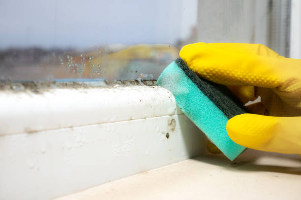 Best Preventive Mold Services in Friendship Heights Village, MD