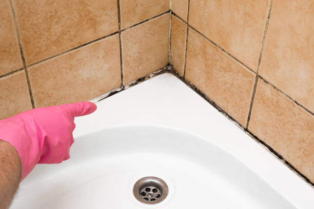 Best Mold Remediation for Specific Building Types in Friendship Heights Village, MD